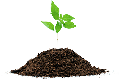 Imagem de planta
