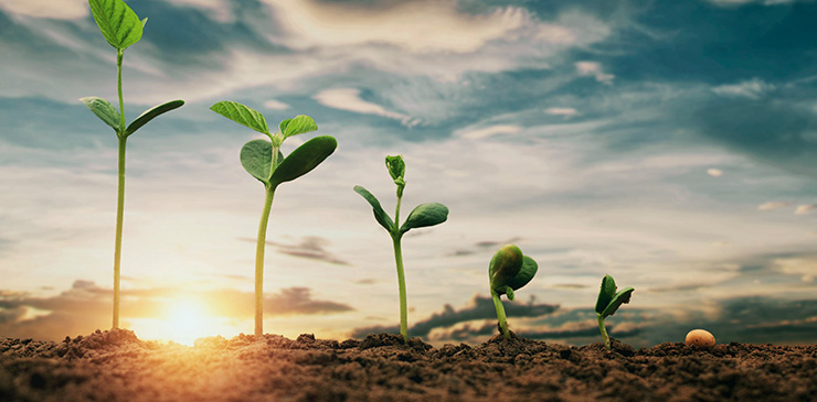 imagem de planta