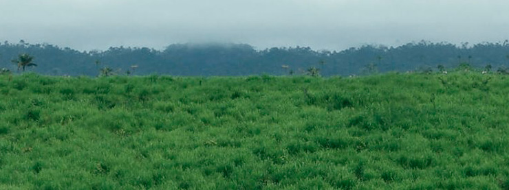 imagem de planta