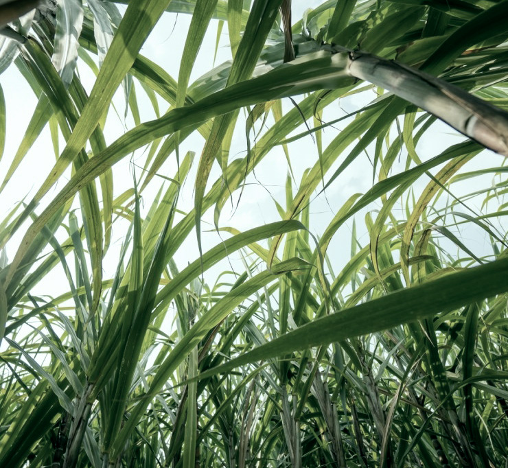 imagem de planta